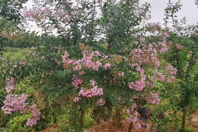 美國(guó)紫荊花